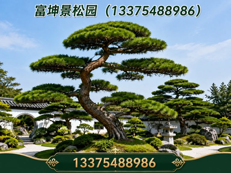 宁阳县造型松批发展示图