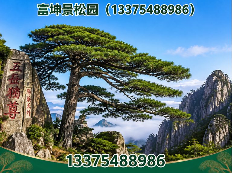 宁阳县绿化苗木展示图